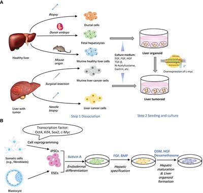 Frontiers | Liver Organoids: A Promising Three-dimensional Model For ...